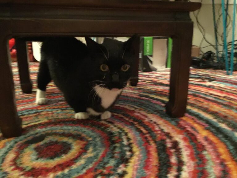 Spring Showers on the Beef