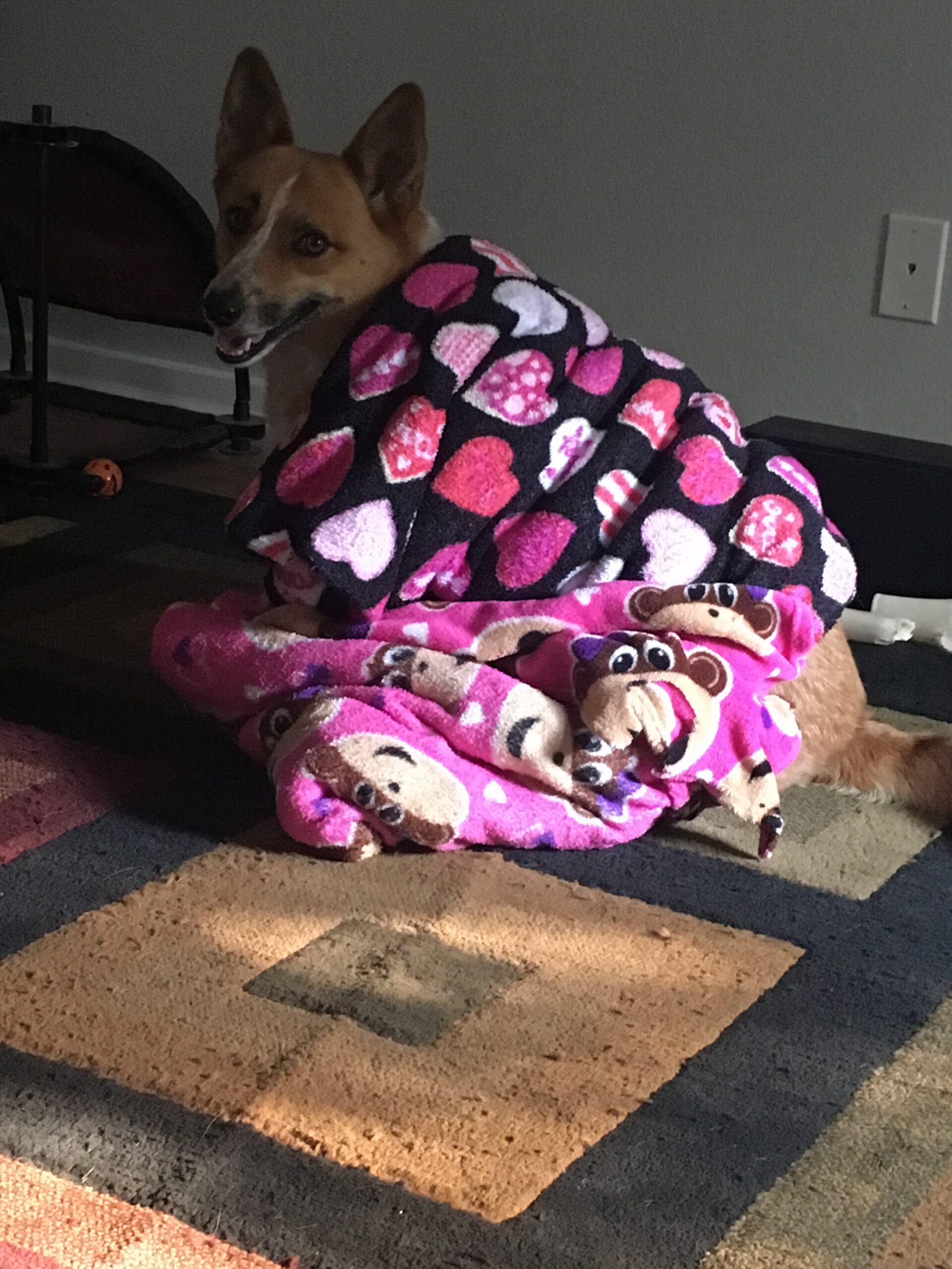 Blanket Dog