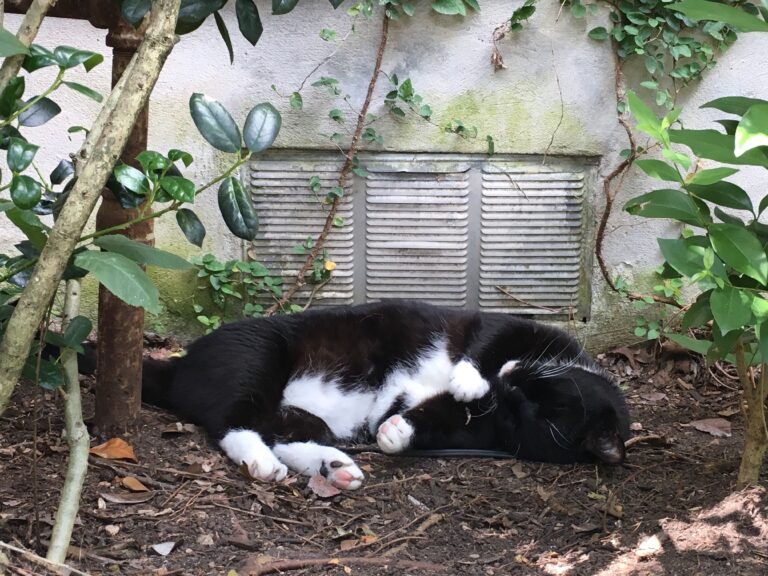 Napping Under the Bushes