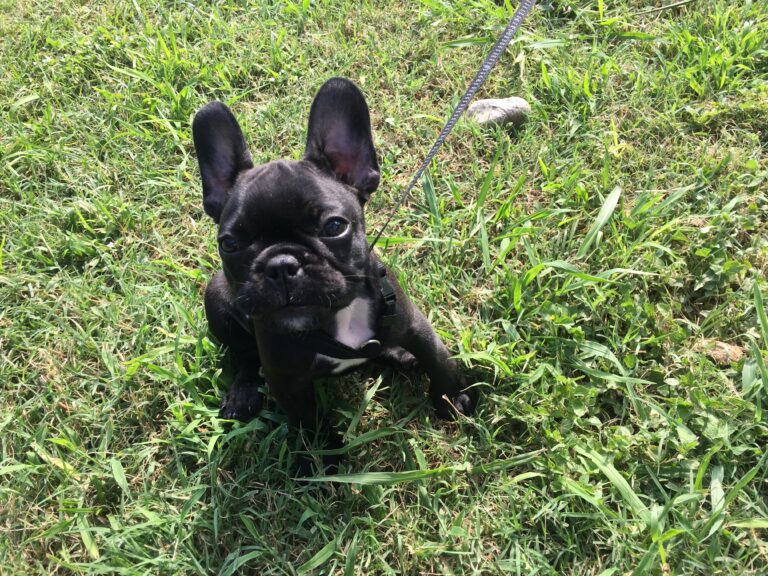 Let’s Talk About the Ears