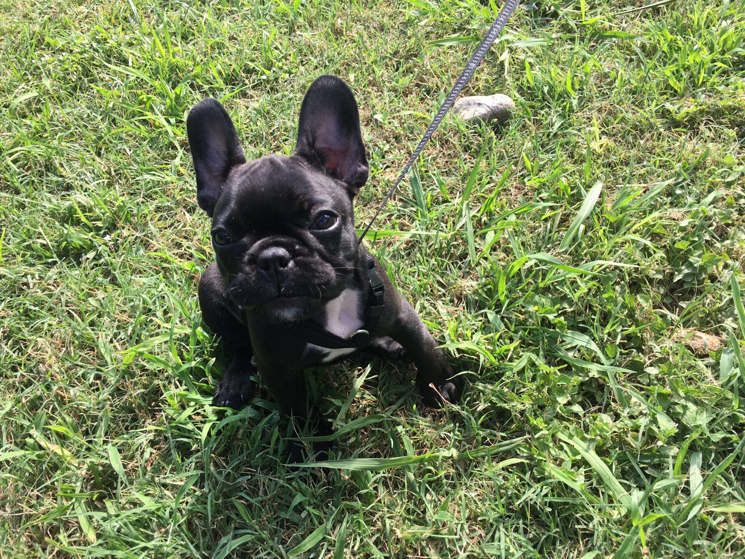 Let’s Talk About the Ears