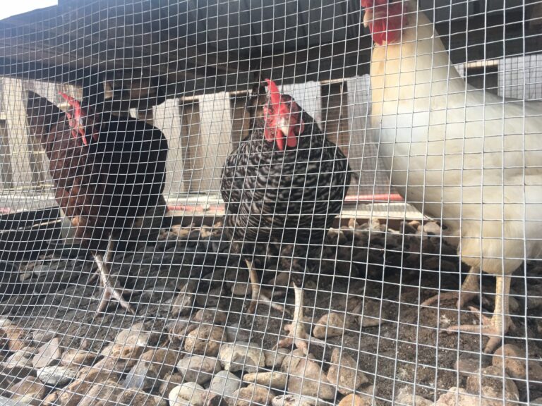 Pictures of Chickens