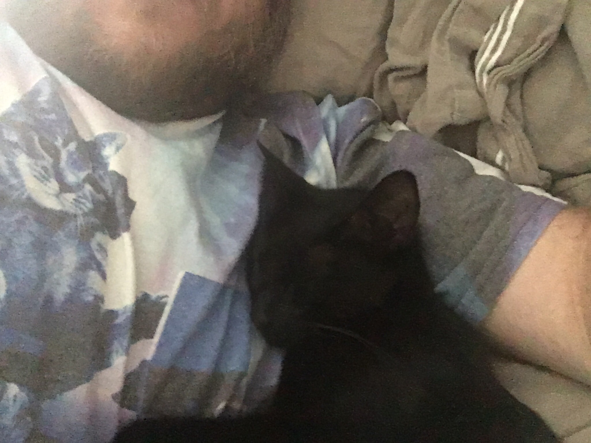 Occasionally Nice Cat