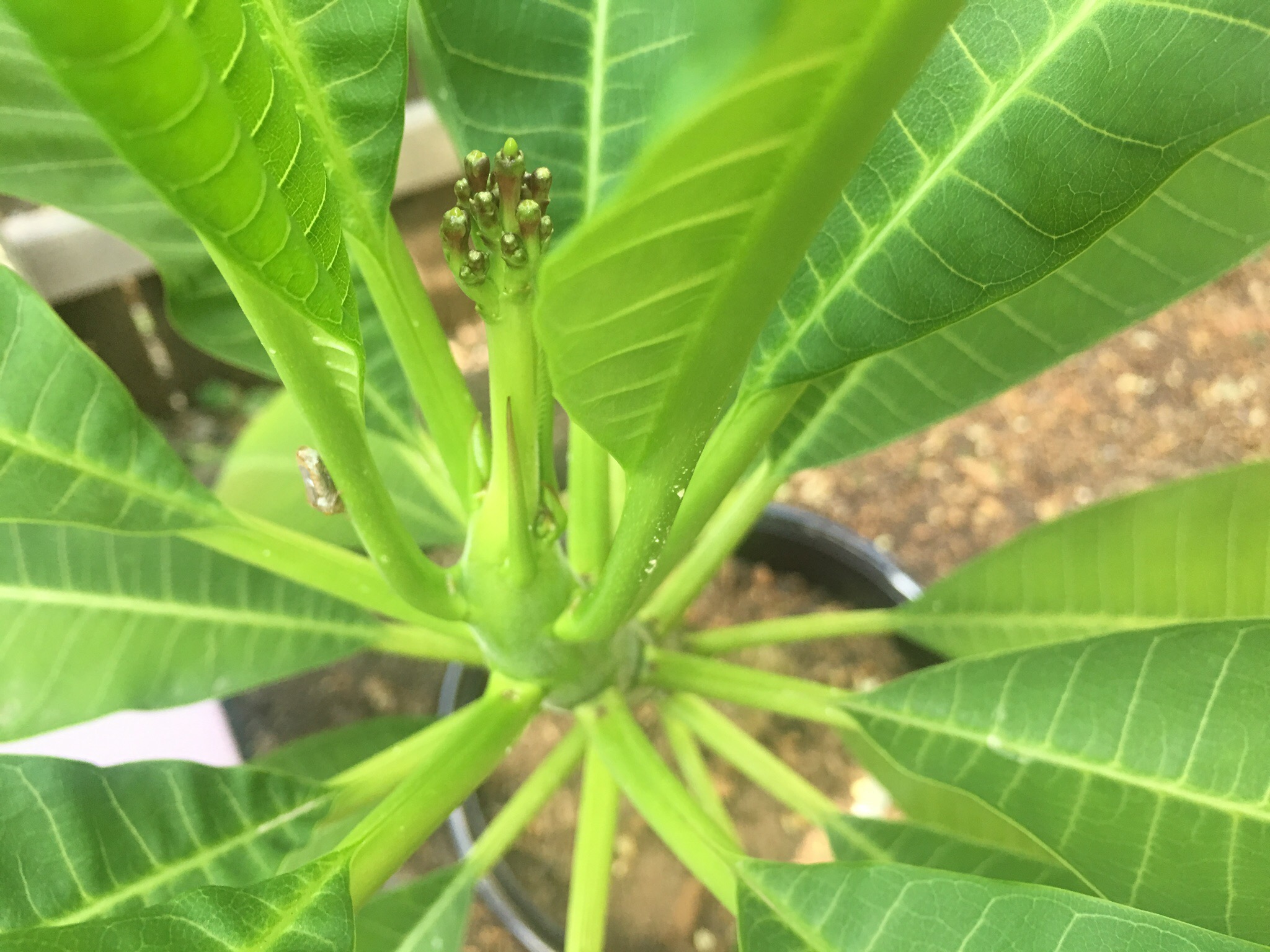 Plumeria Flowers TBA