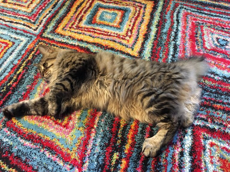 Eddie on Rug