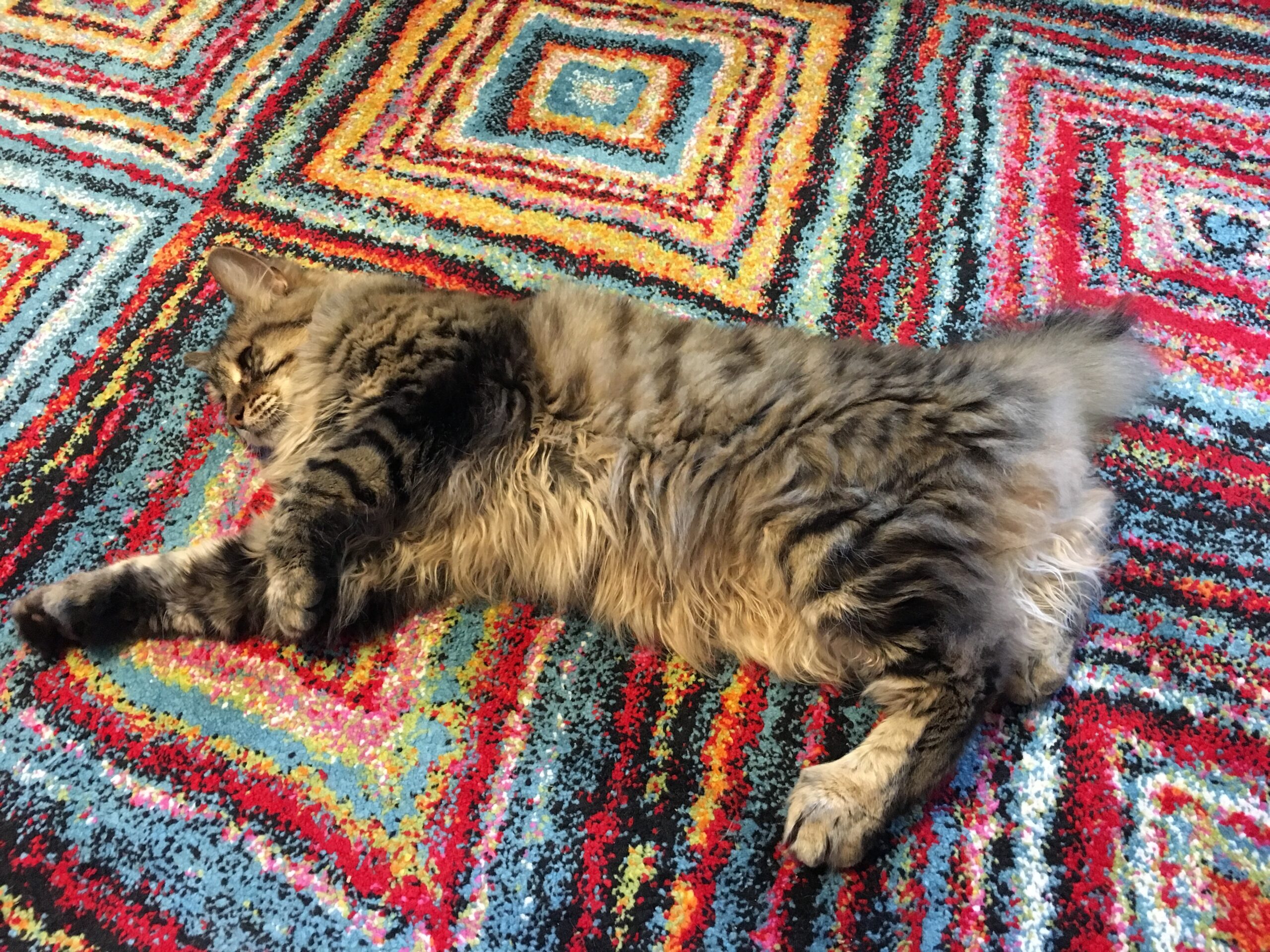 Eddie on Rug