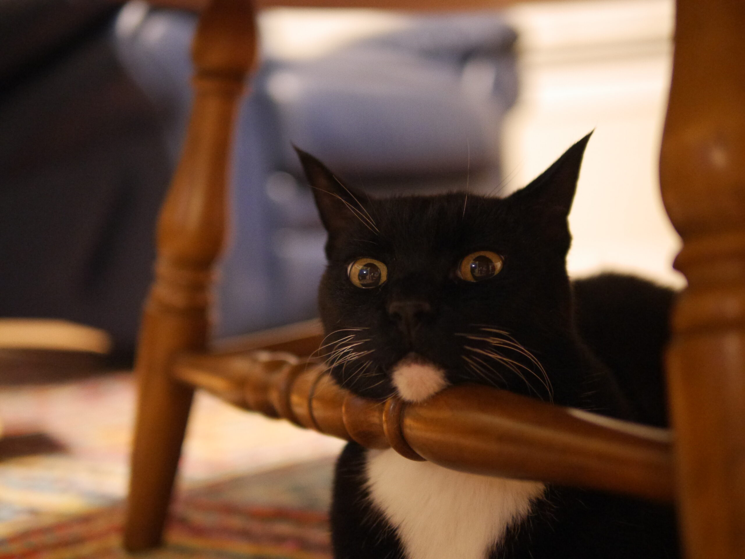 Beef You’re Famous