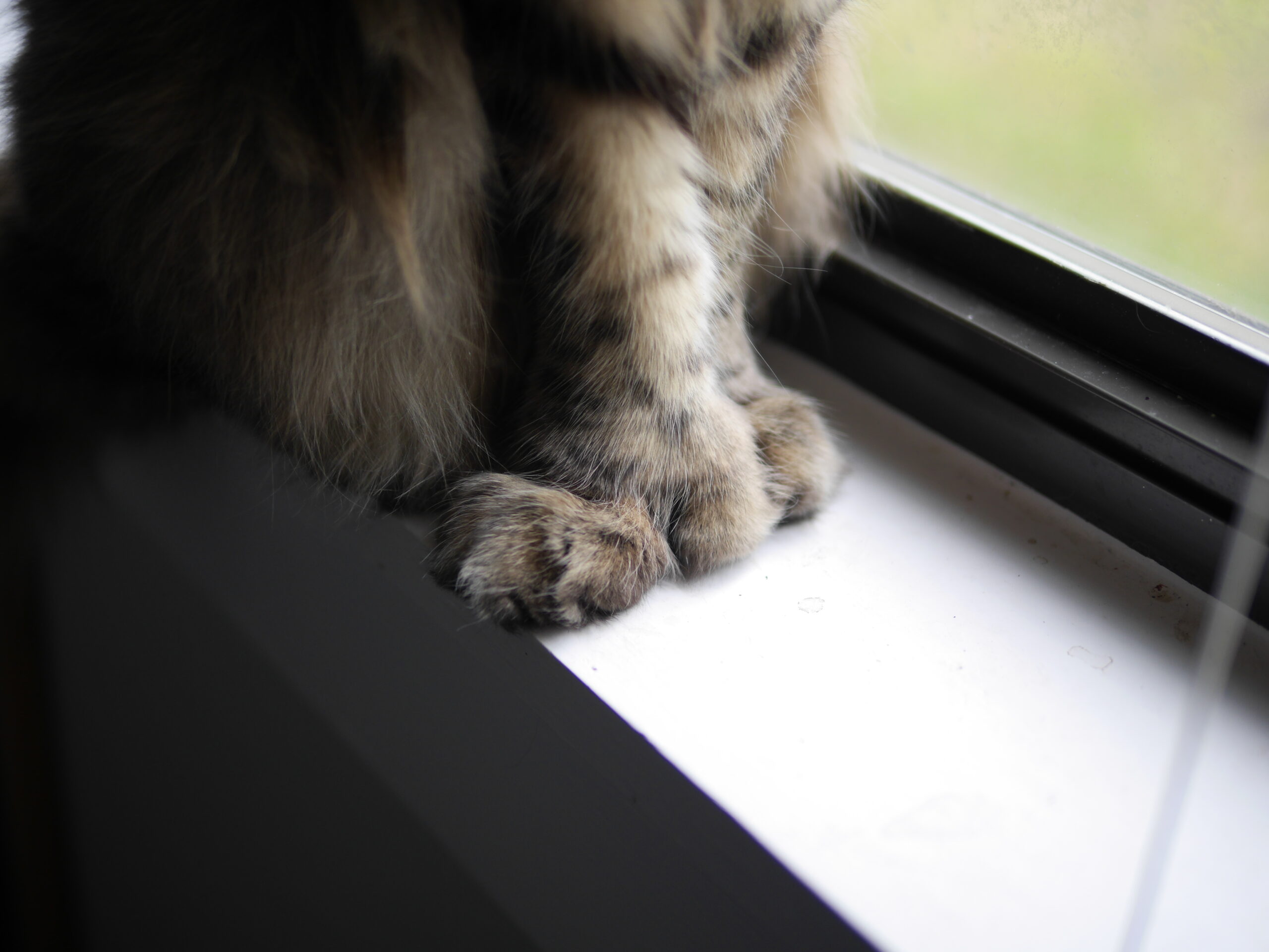 Shockingly Large Feet