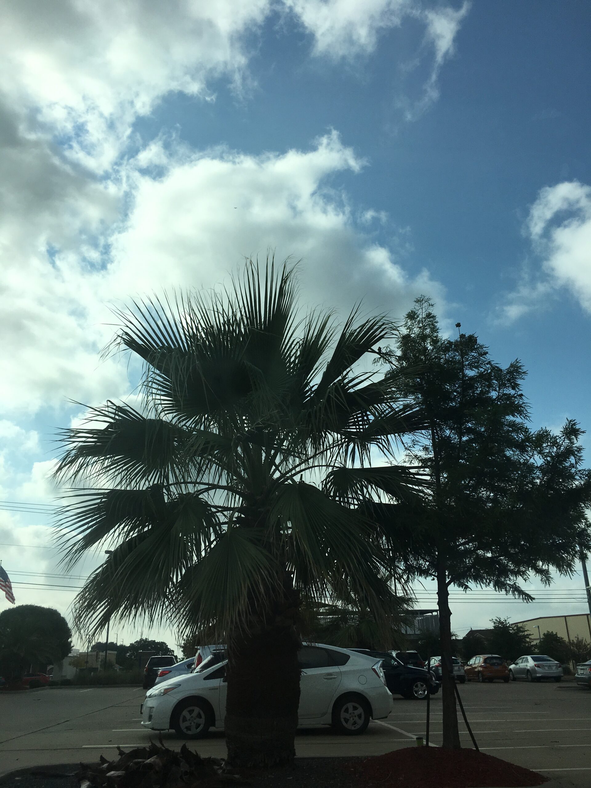 Going to the Dentist