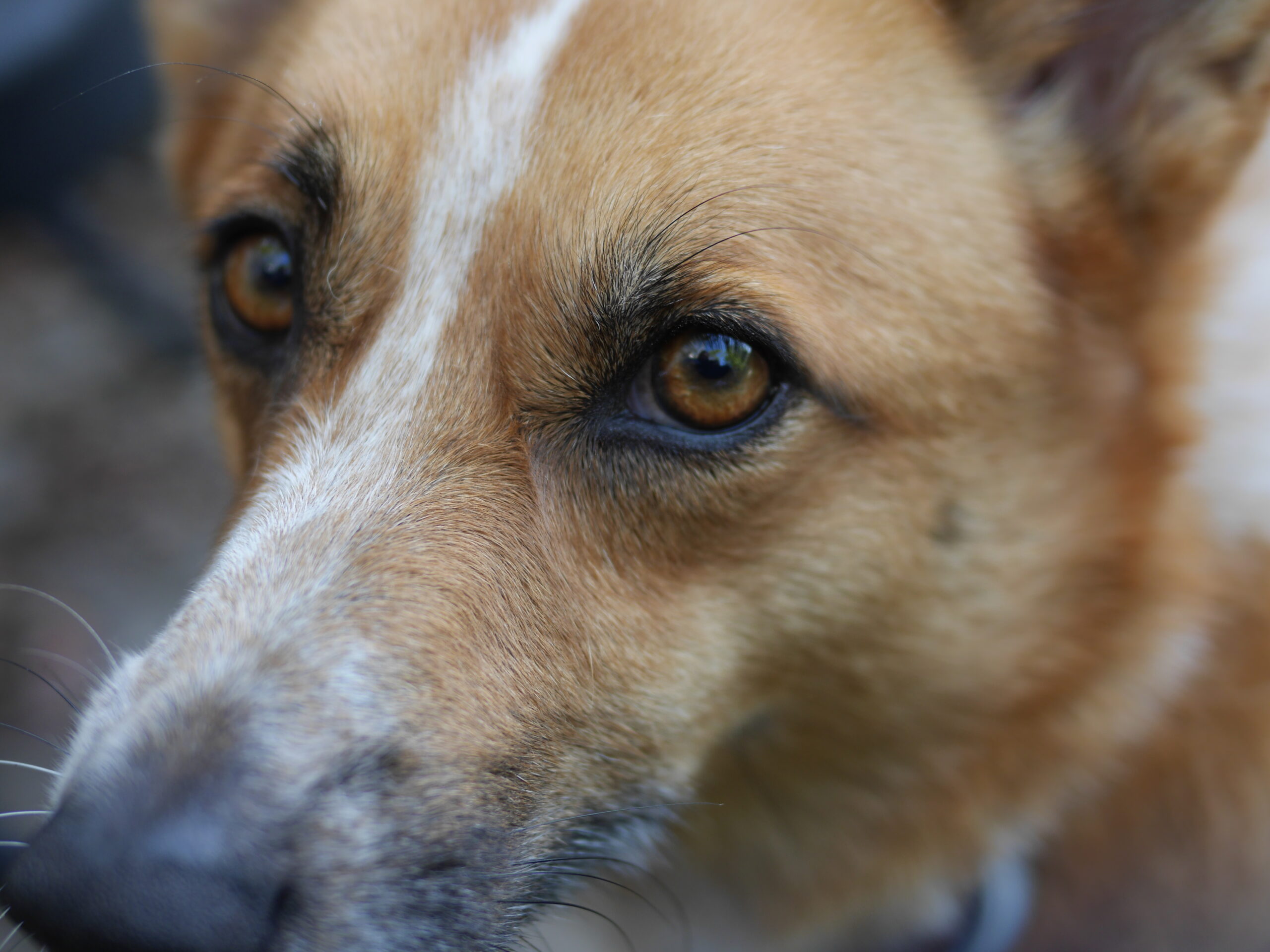 The Essence of Orange