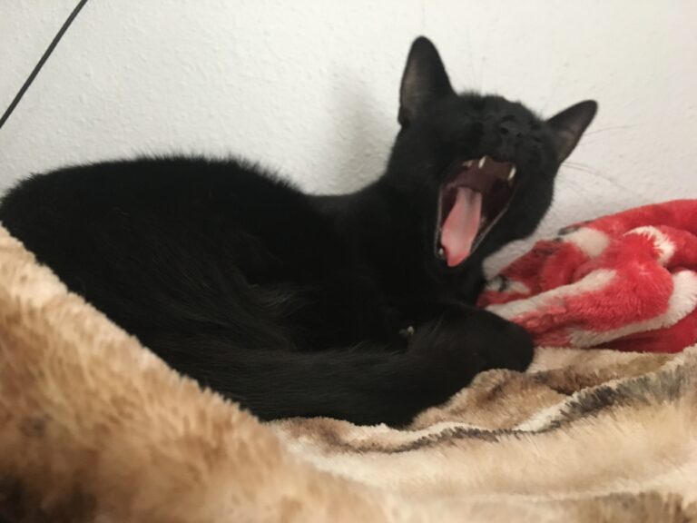 Big Yawn