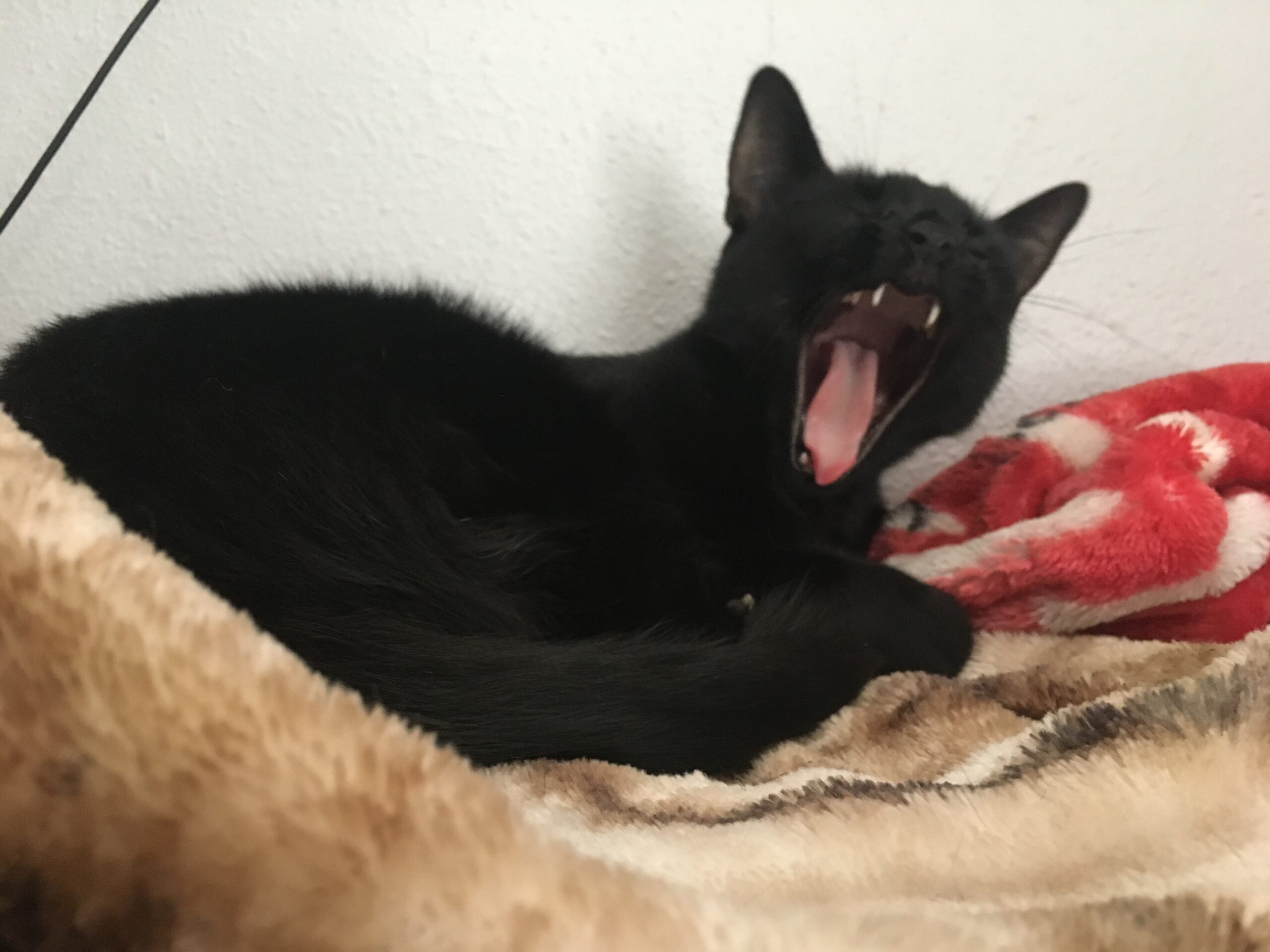 Big Yawn