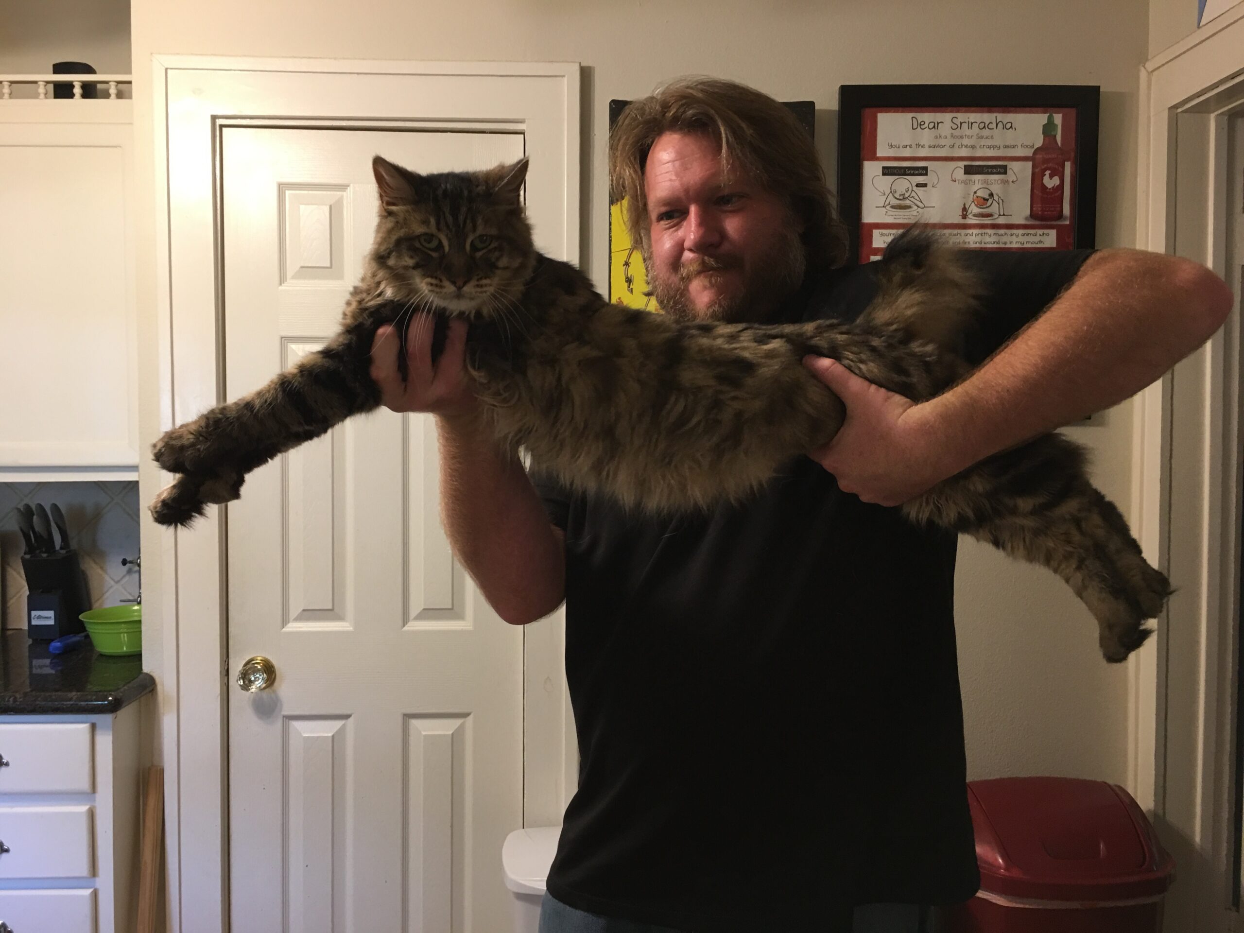 What a Beast and A Cat