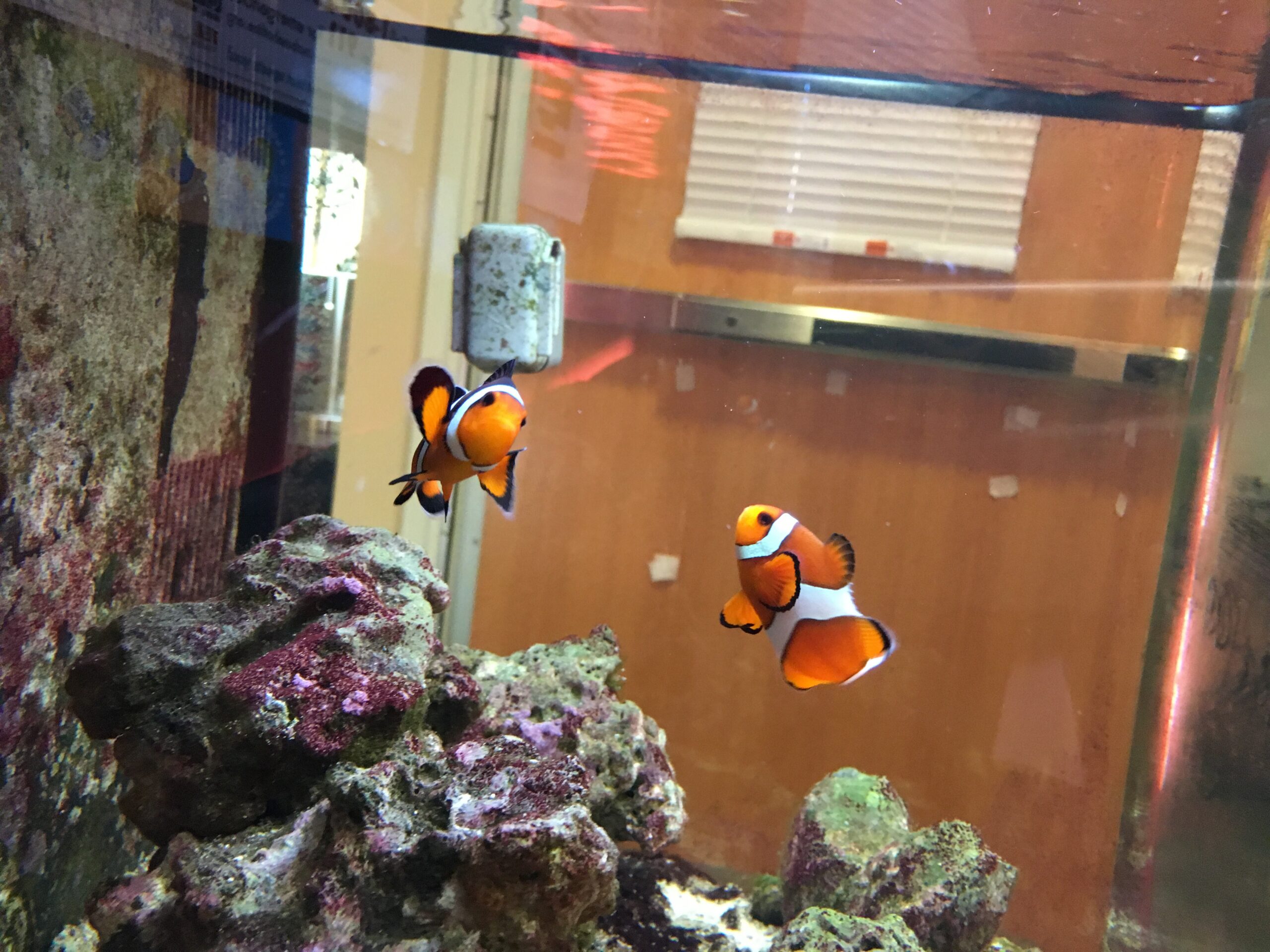 Nemo X 2