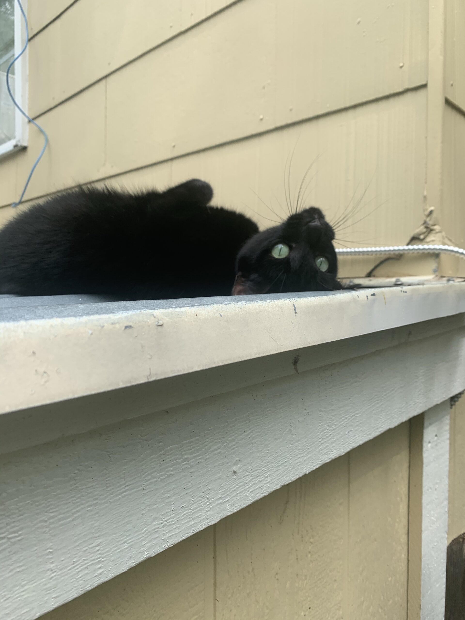 â€œMajesticâ€