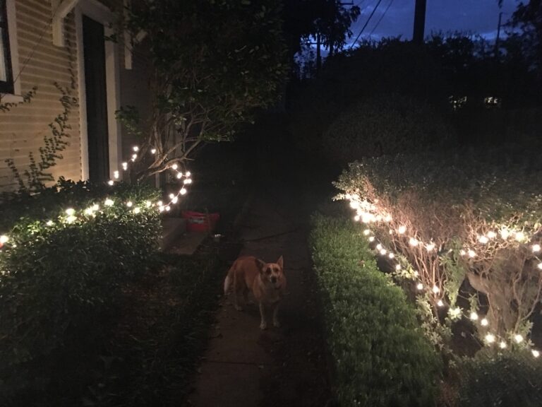 Christmas Light Whale Dog