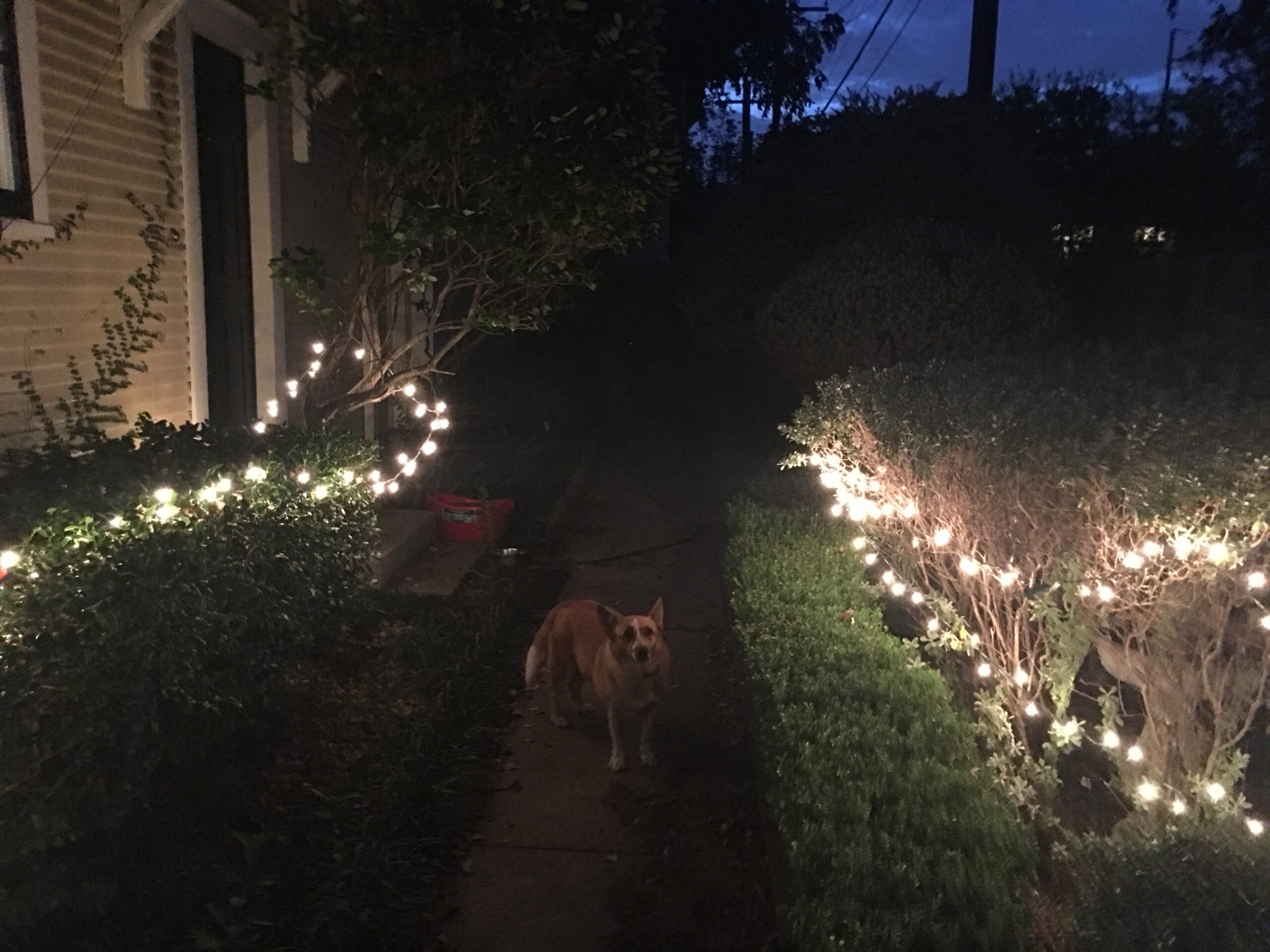 Christmas Light Whale Dog