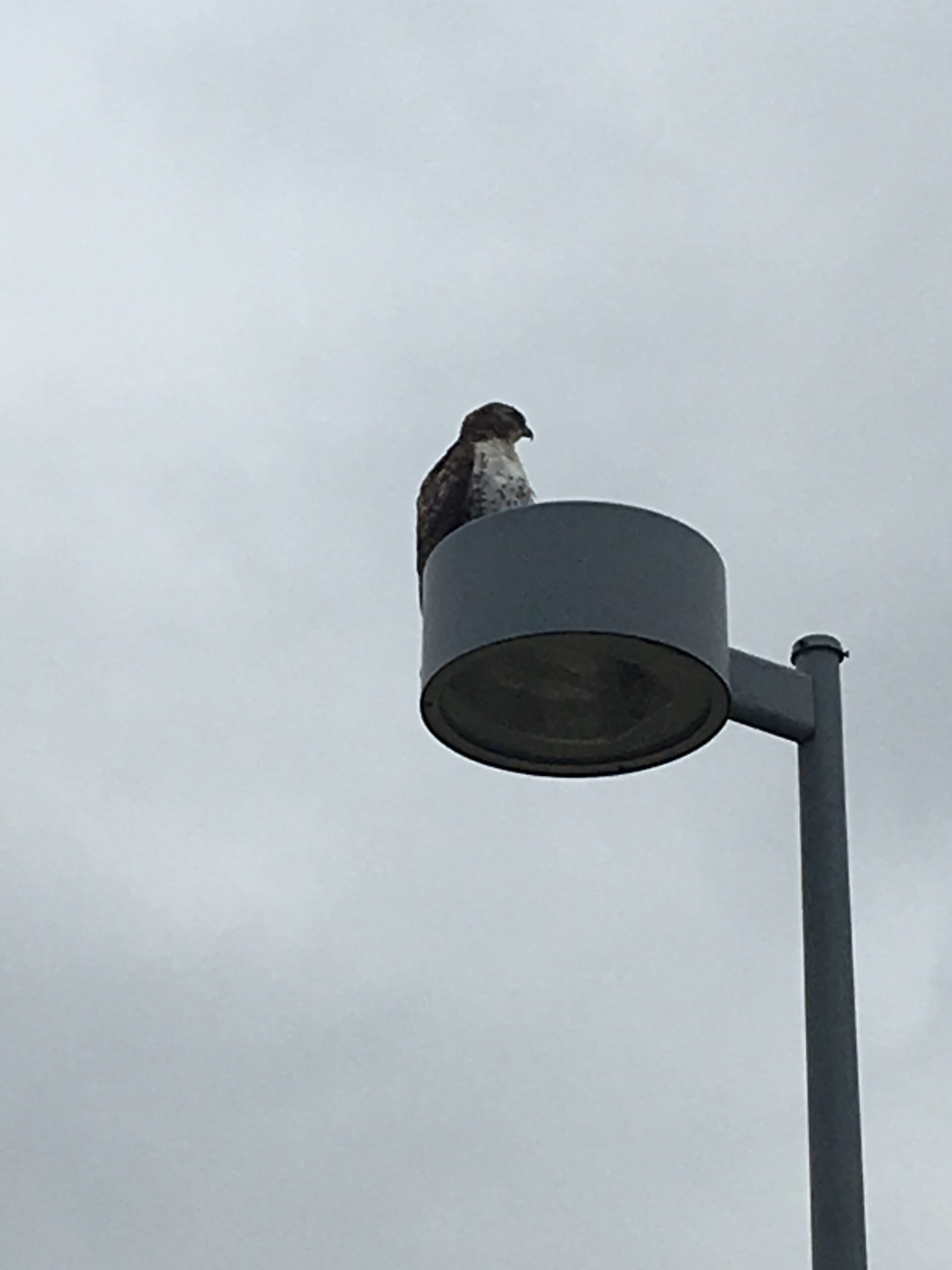 Hawk at Work
