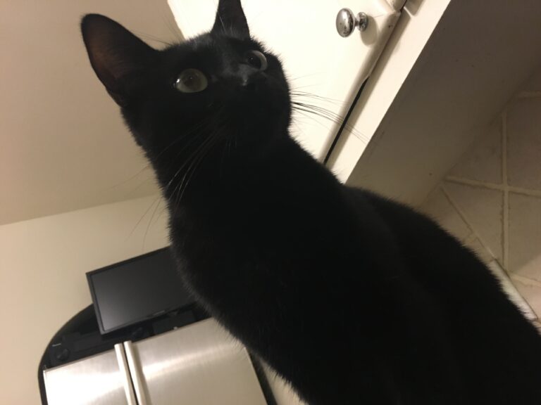 Guarding the Kitchen