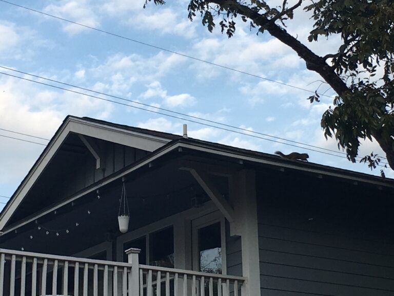 A Squirrel on the Roof