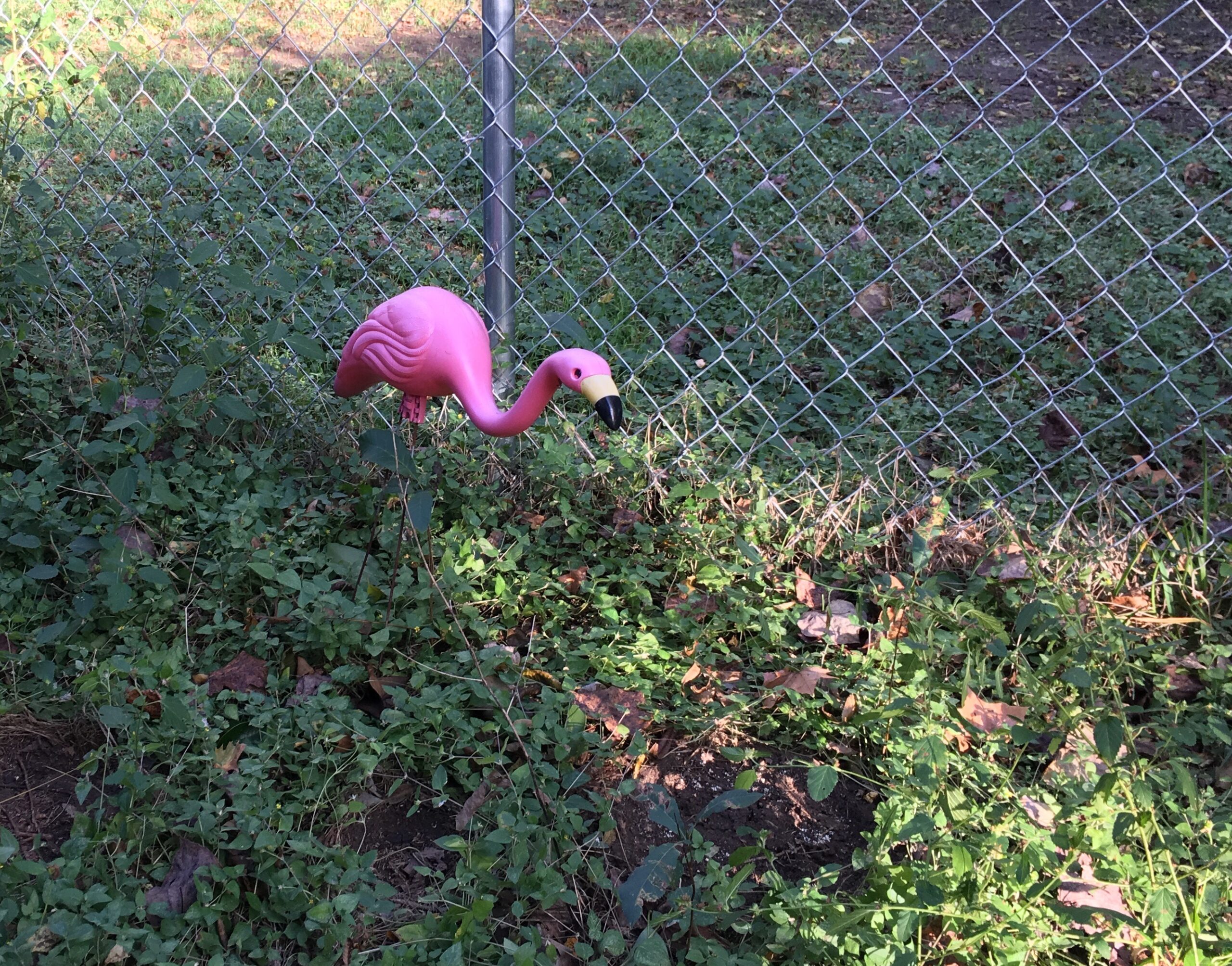 Pink Flamingo