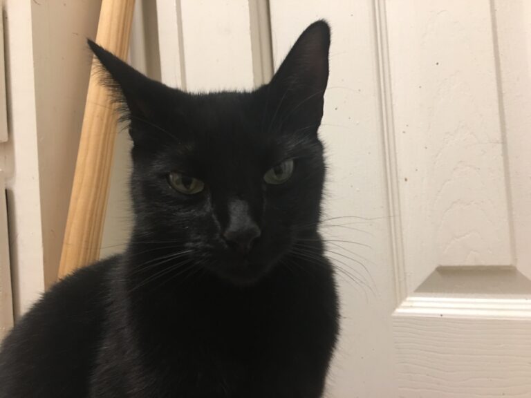 Couldn’t You Just Feed Me?