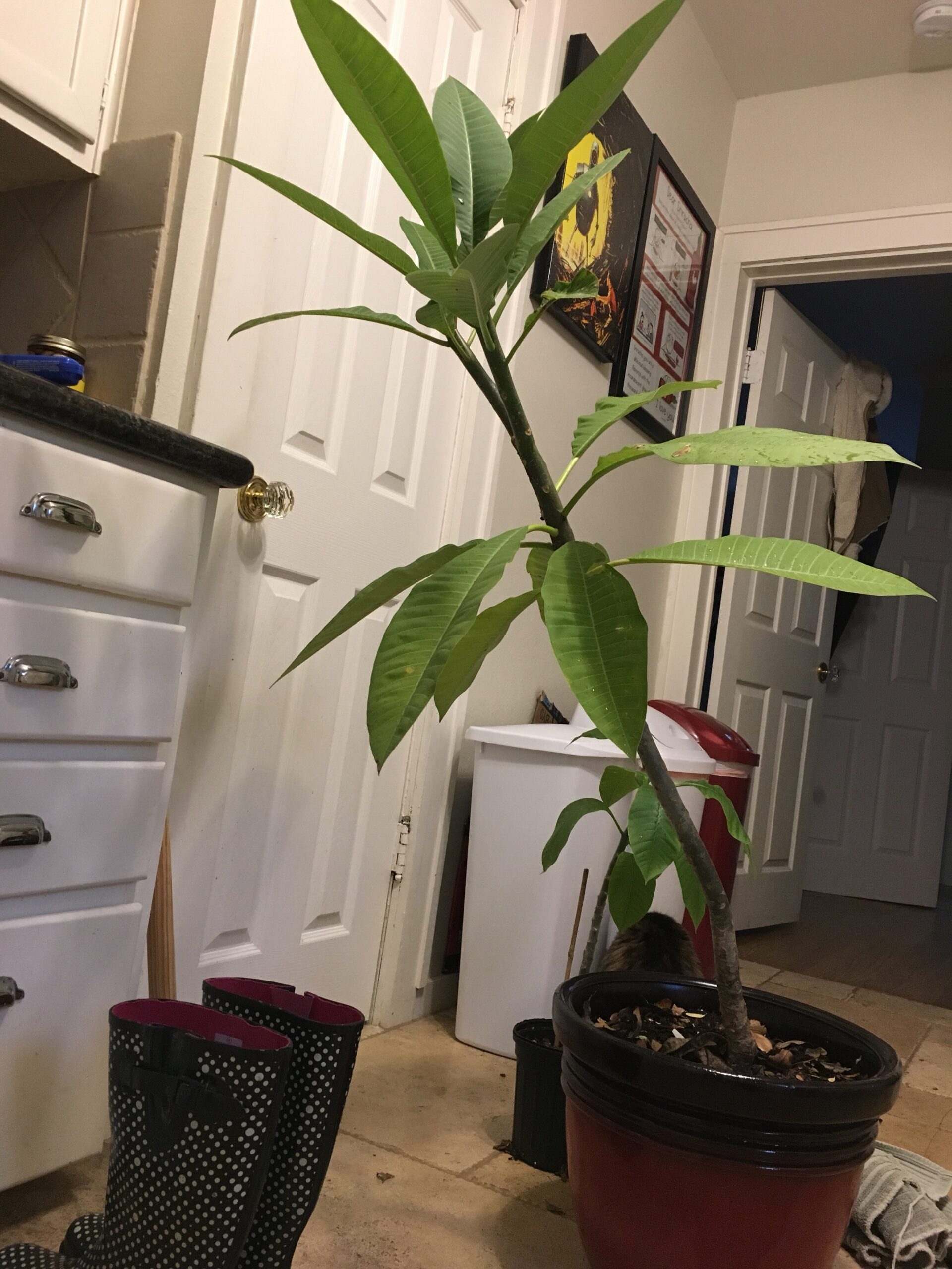 Plumeria in Da House