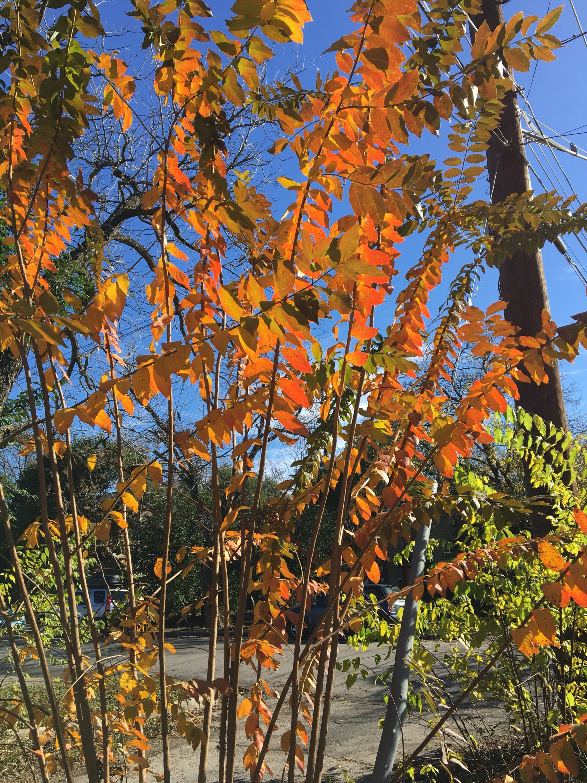 Orange Leaves