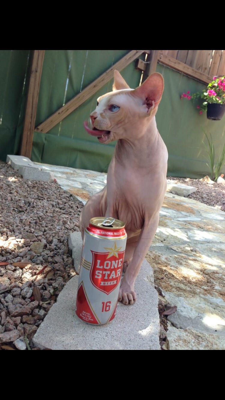 Real Cat, Real Beer