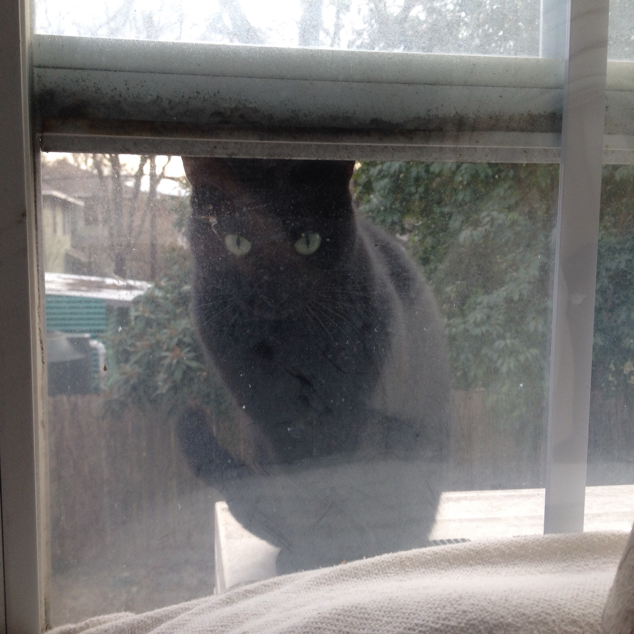 Guest Post Best Cat!