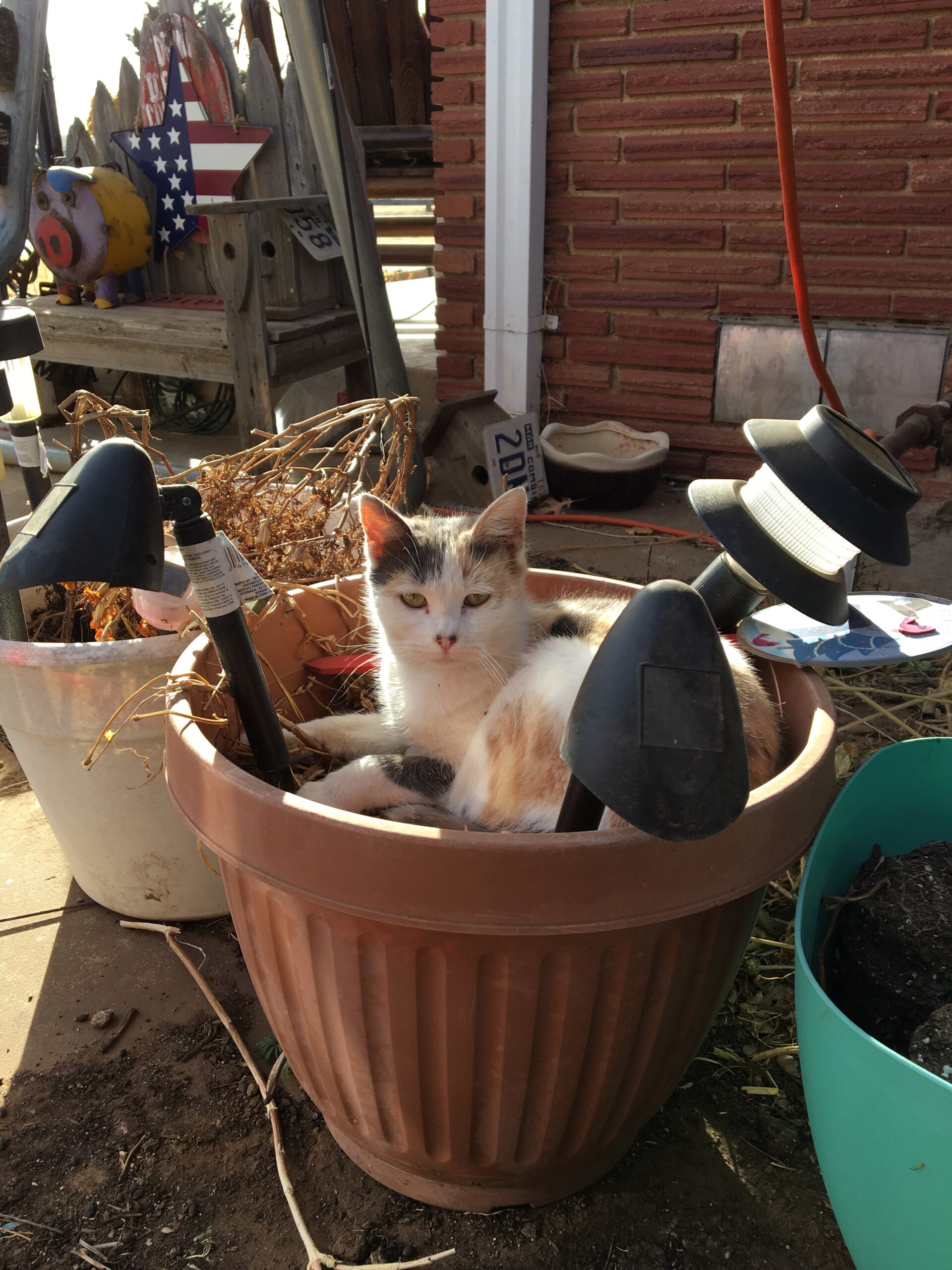 Cat in a Pot