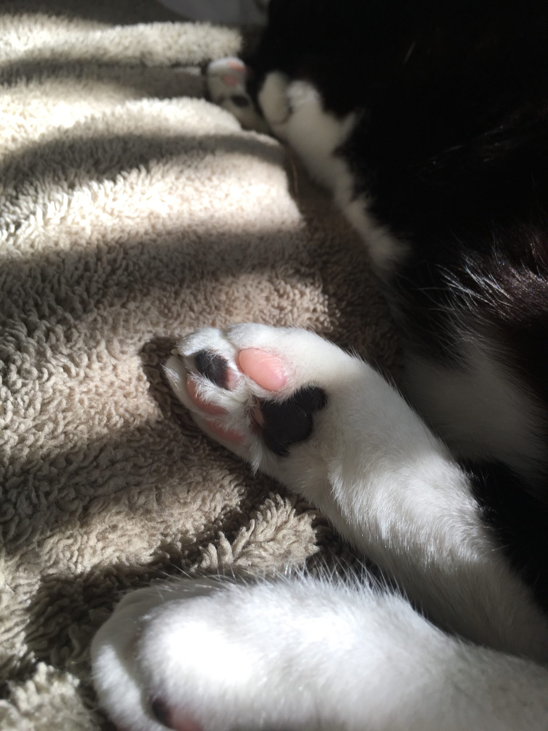 Fat Beans