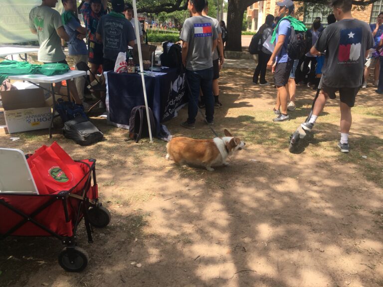 Real Corgi