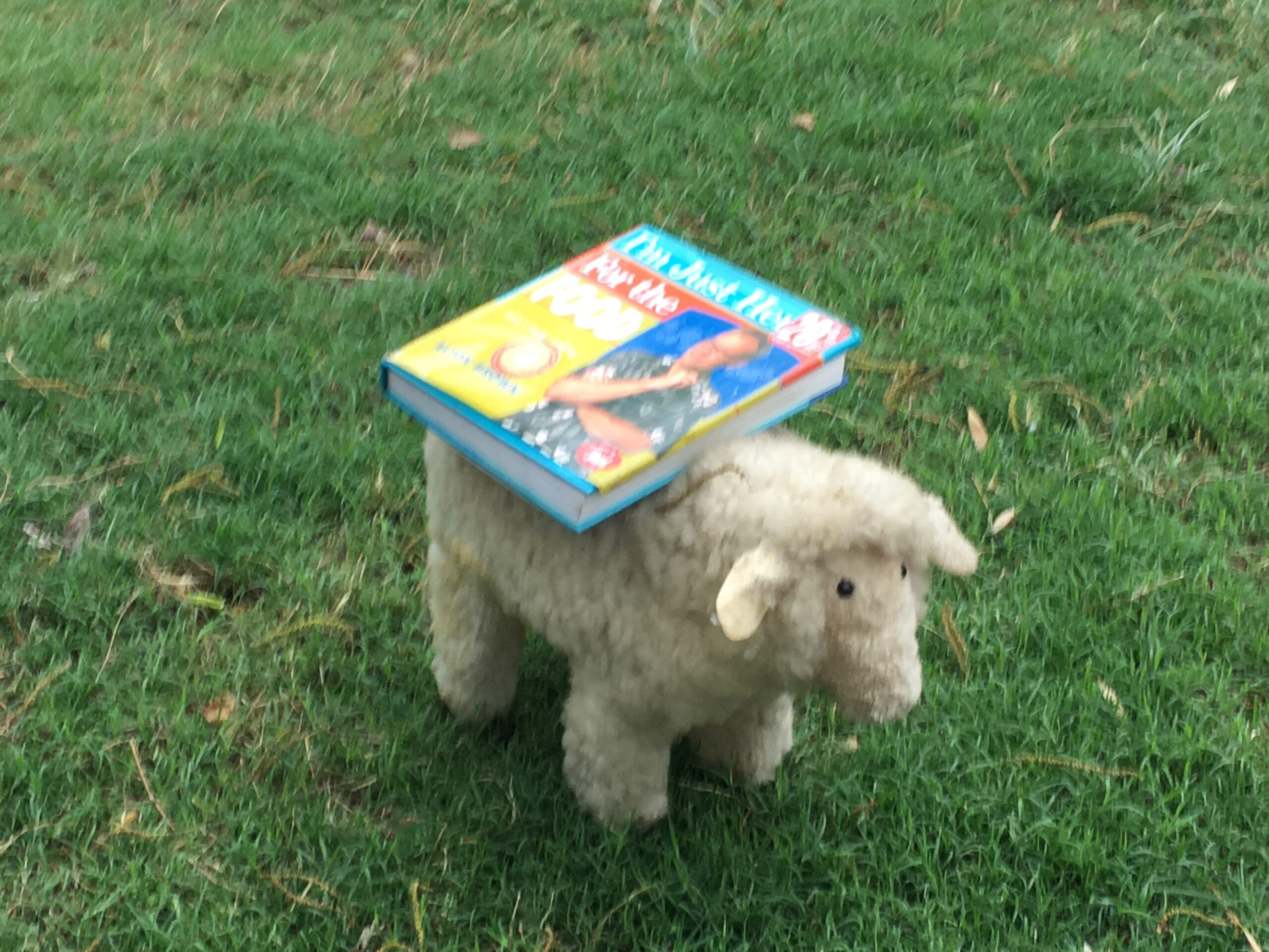 Well Read Sheep