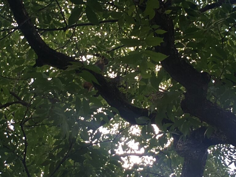 Actual Angry Squirrel