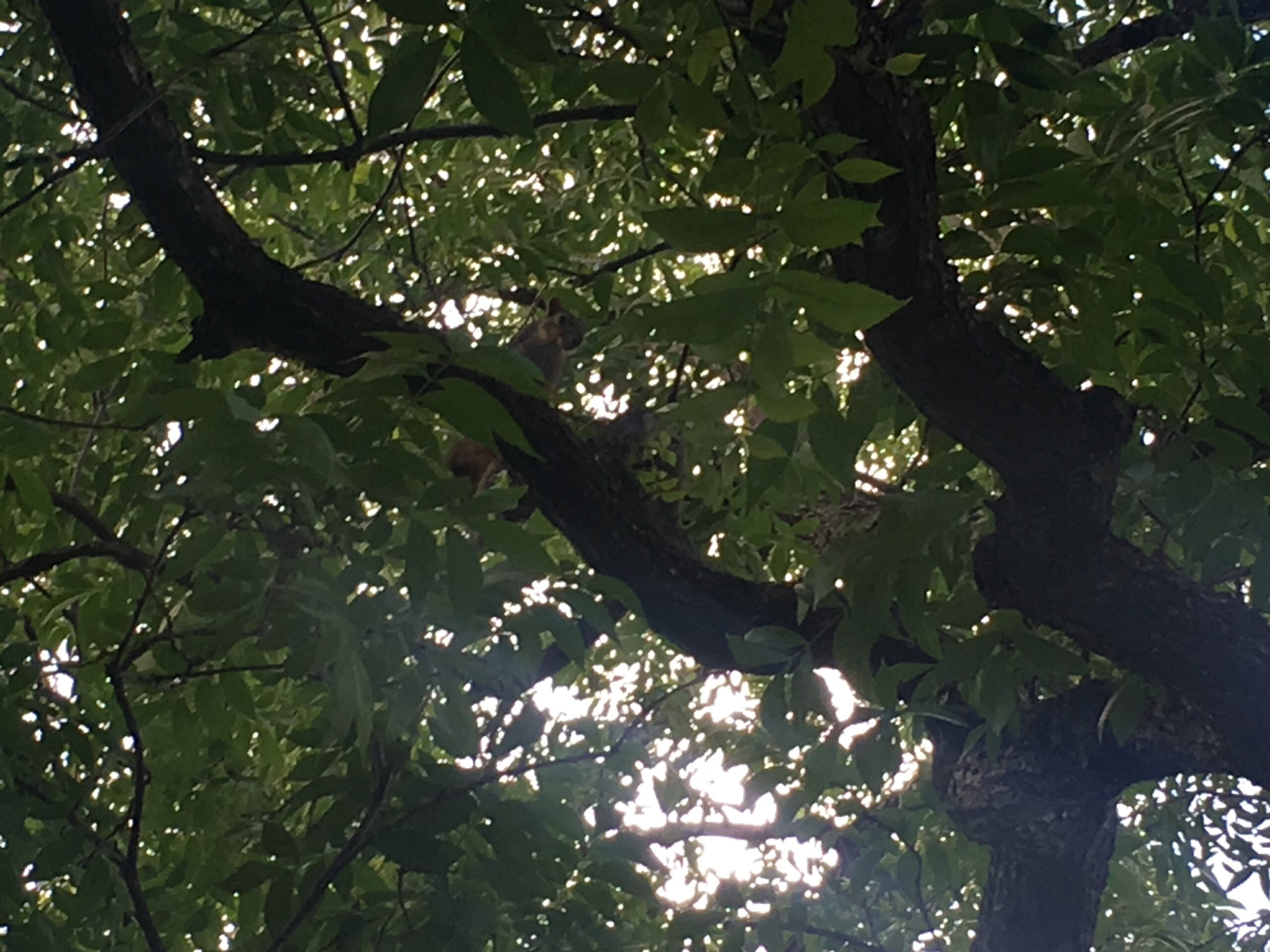 Actual Angry Squirrel