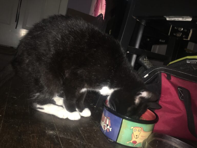 Old Man Tuxedo Snacks