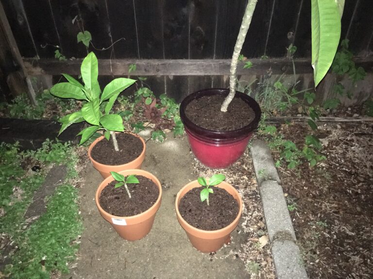 New Pads For the Plooms