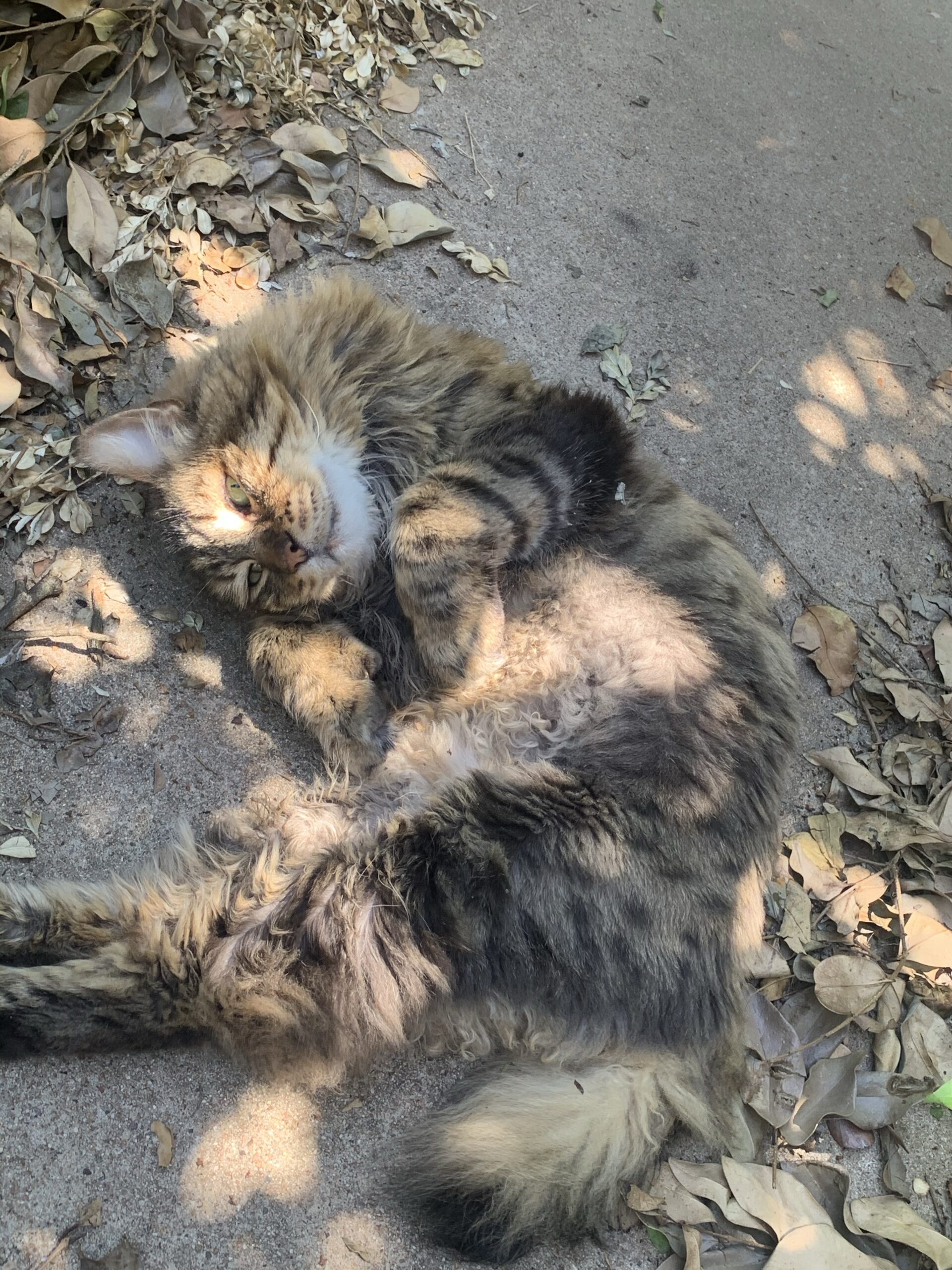 The Elusive Double Circus