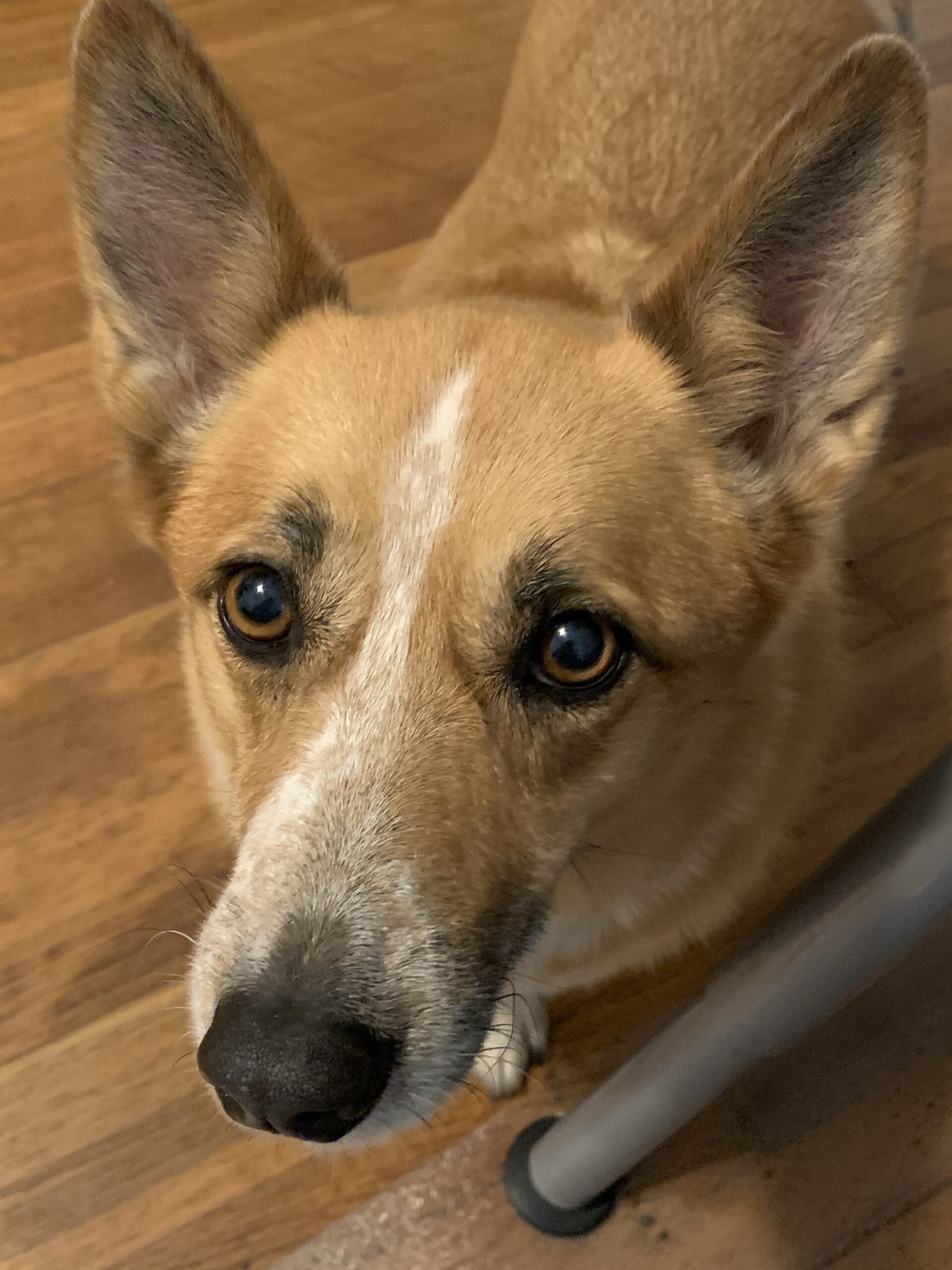 â€œDaintyâ€