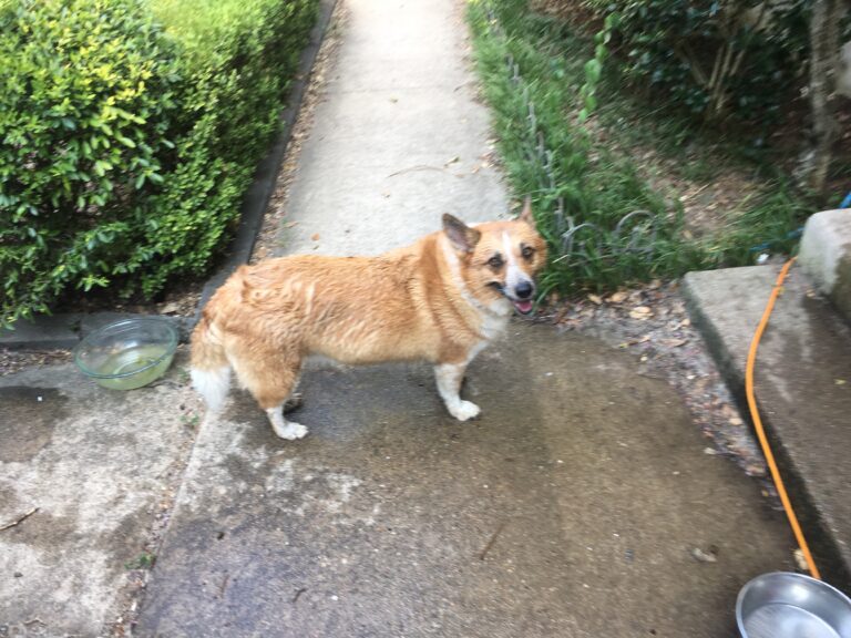 Can’t Stop Loving The Hose