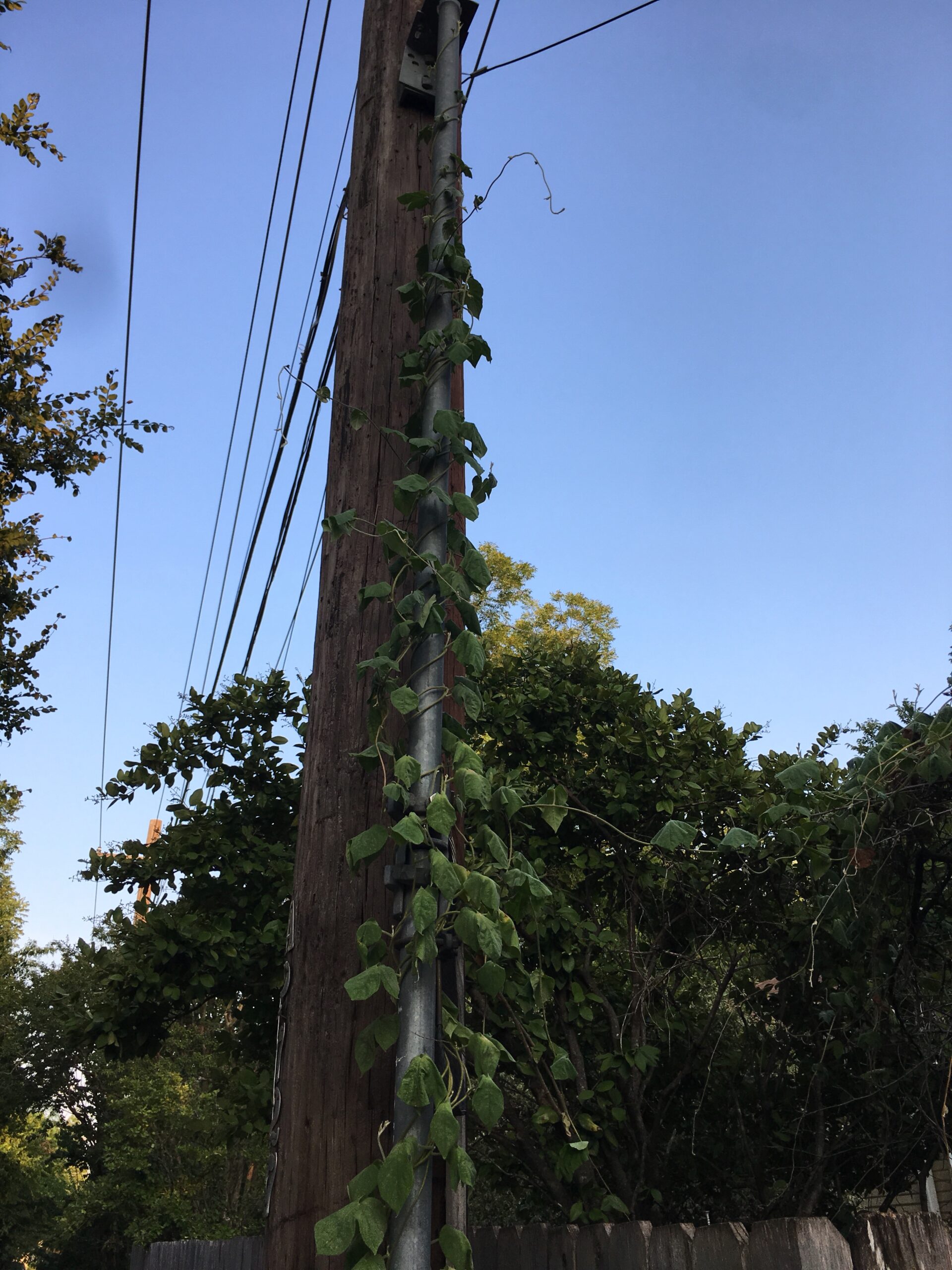 Climbing Vine
