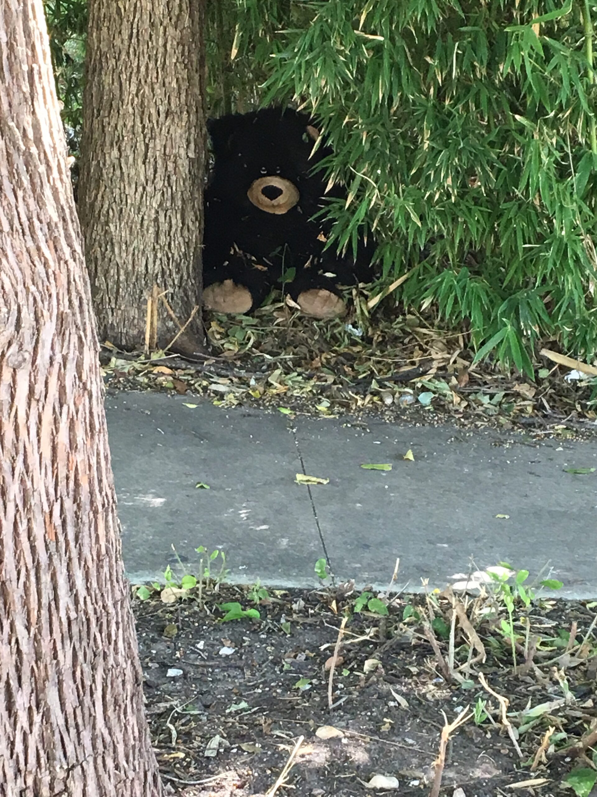 Bear in Trees
