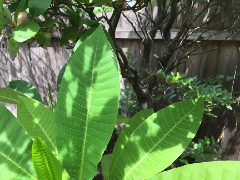 A Very Small Green Friend