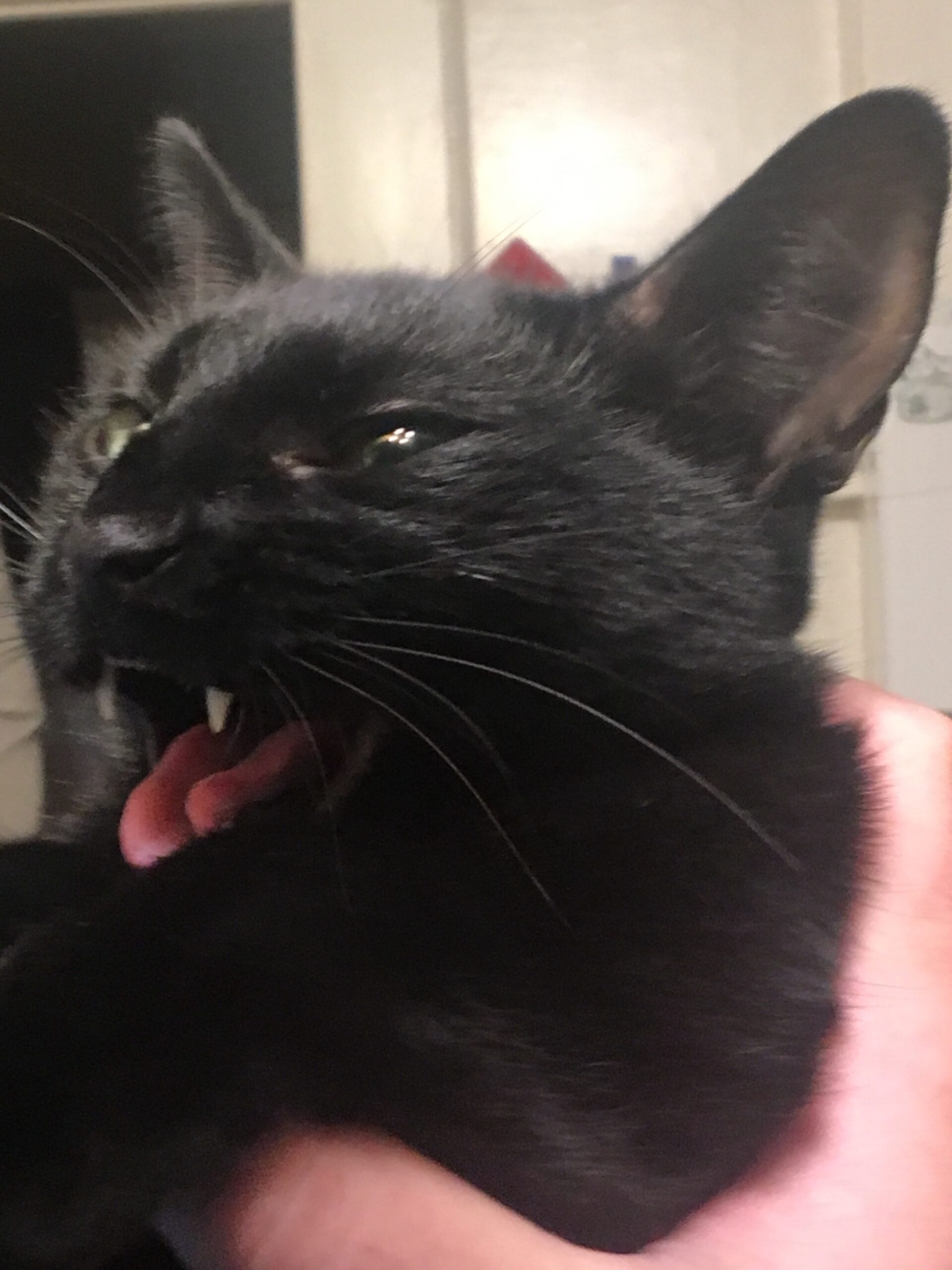 Vampire Cat