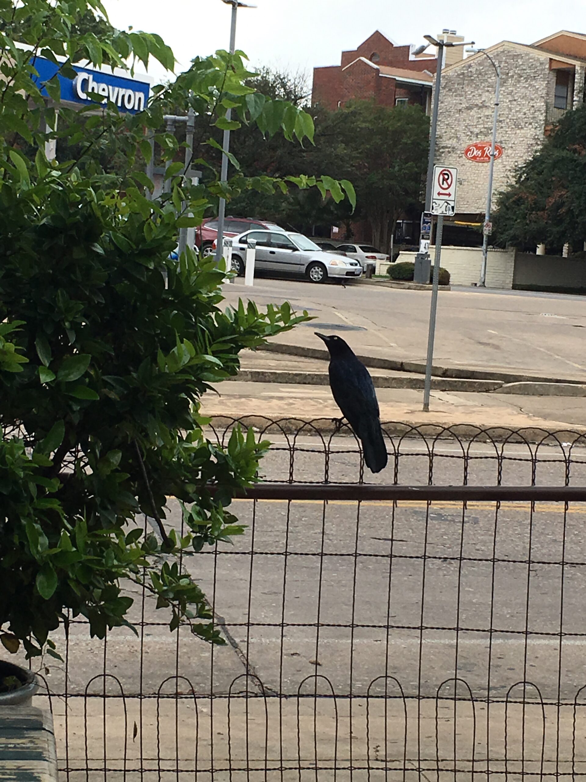 Gracklin’ Everyday