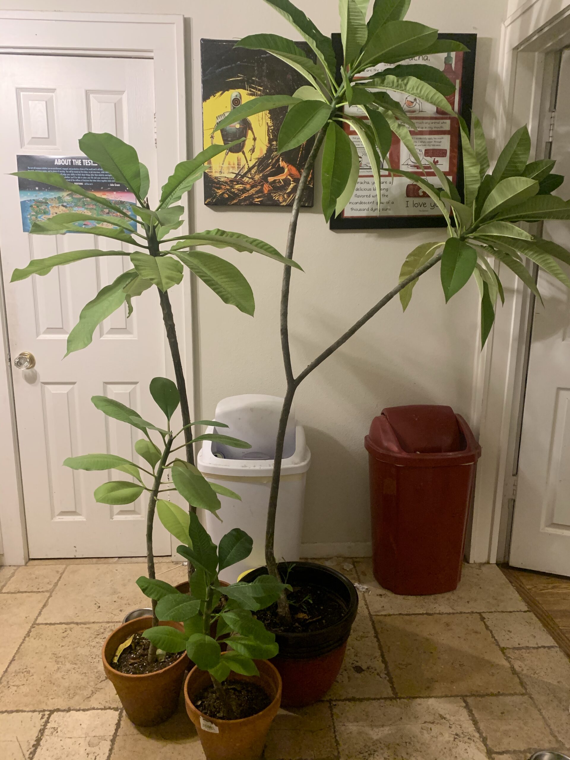 Welcome to the Jungle