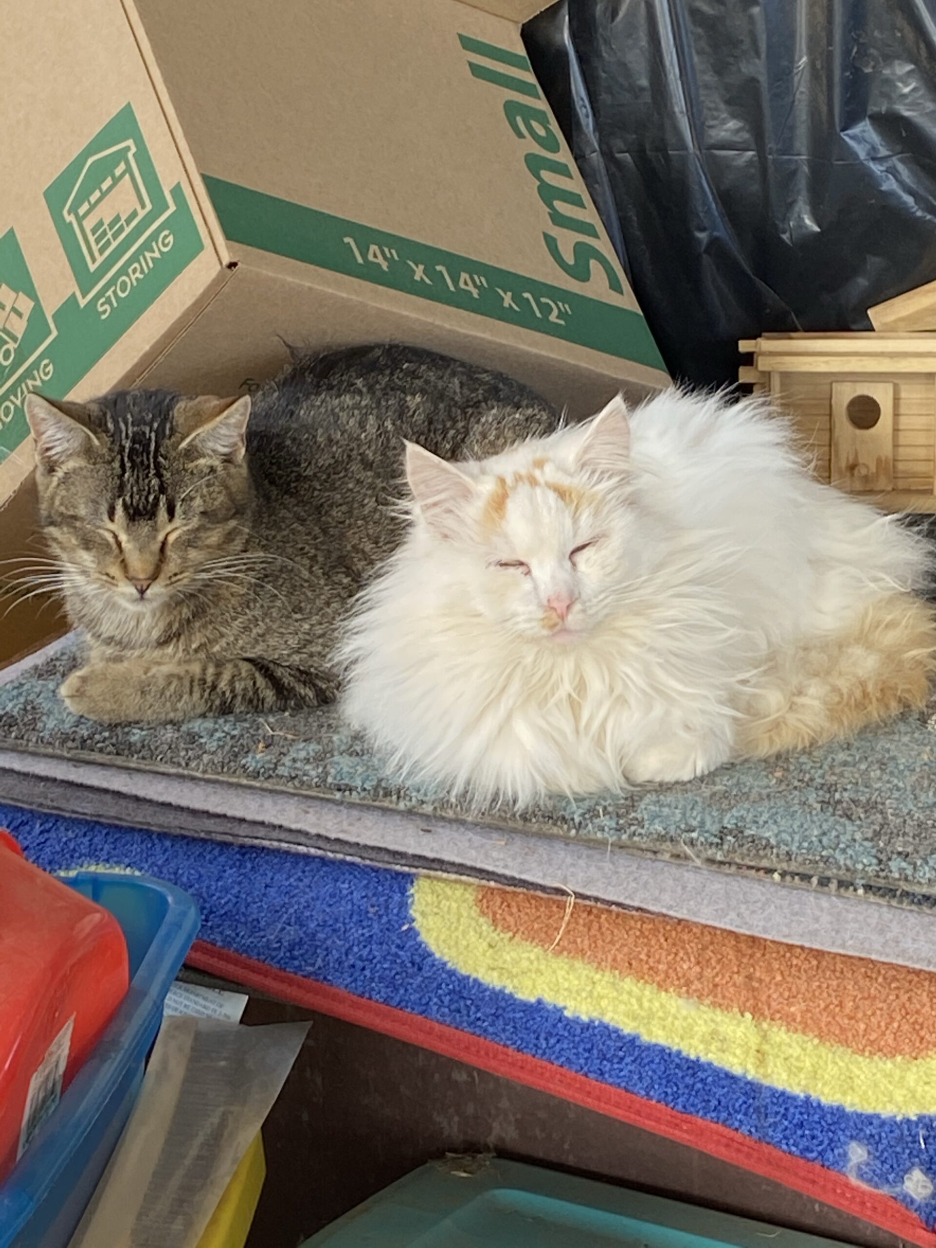 Little Fatty and Friend