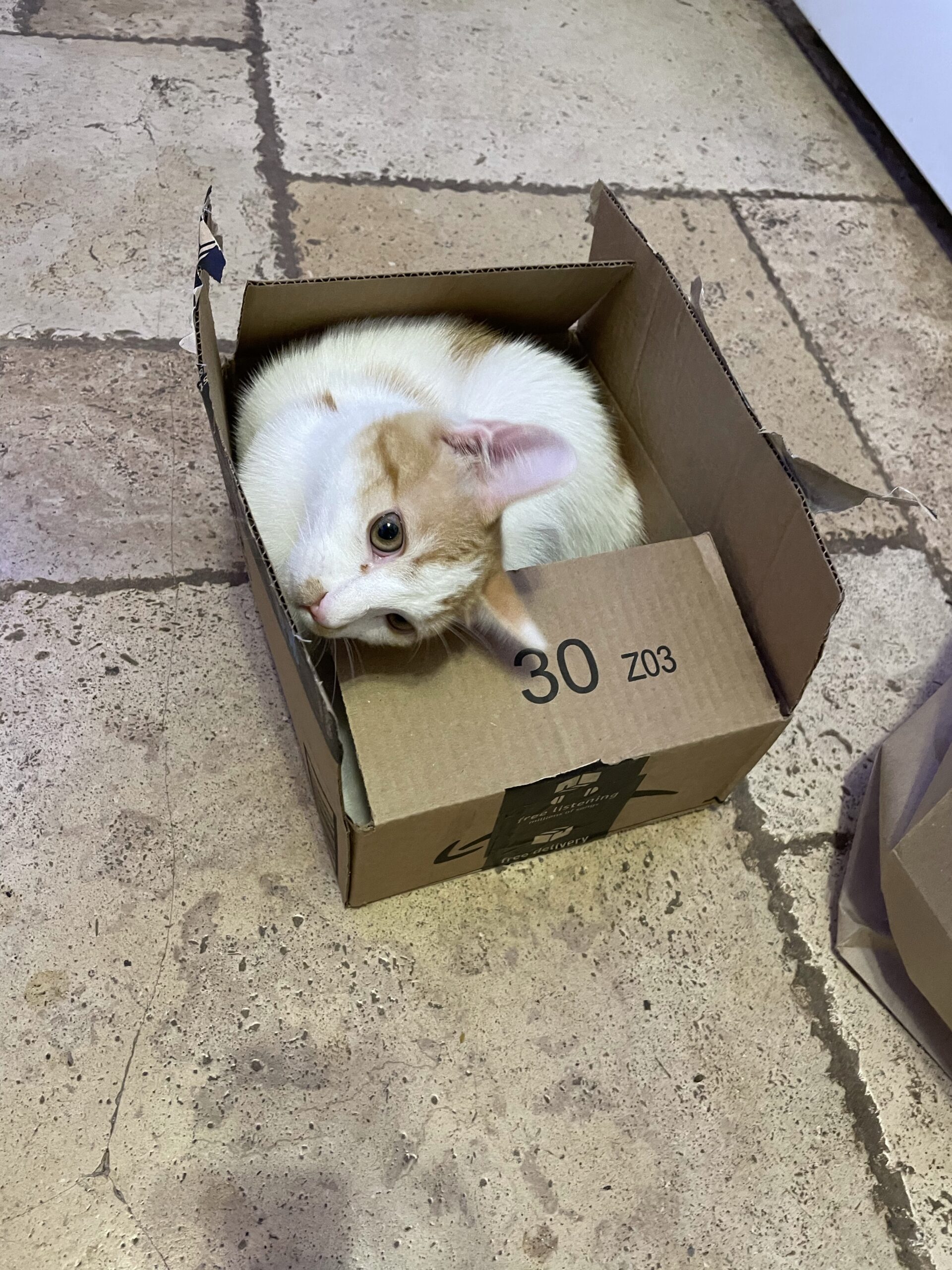 Fat Cat Little Box