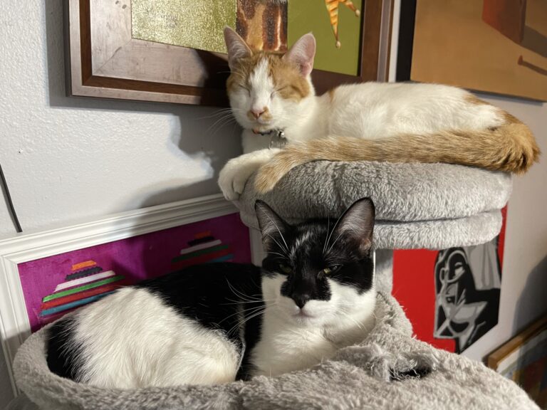 Incredible Shrinking Cat Tree